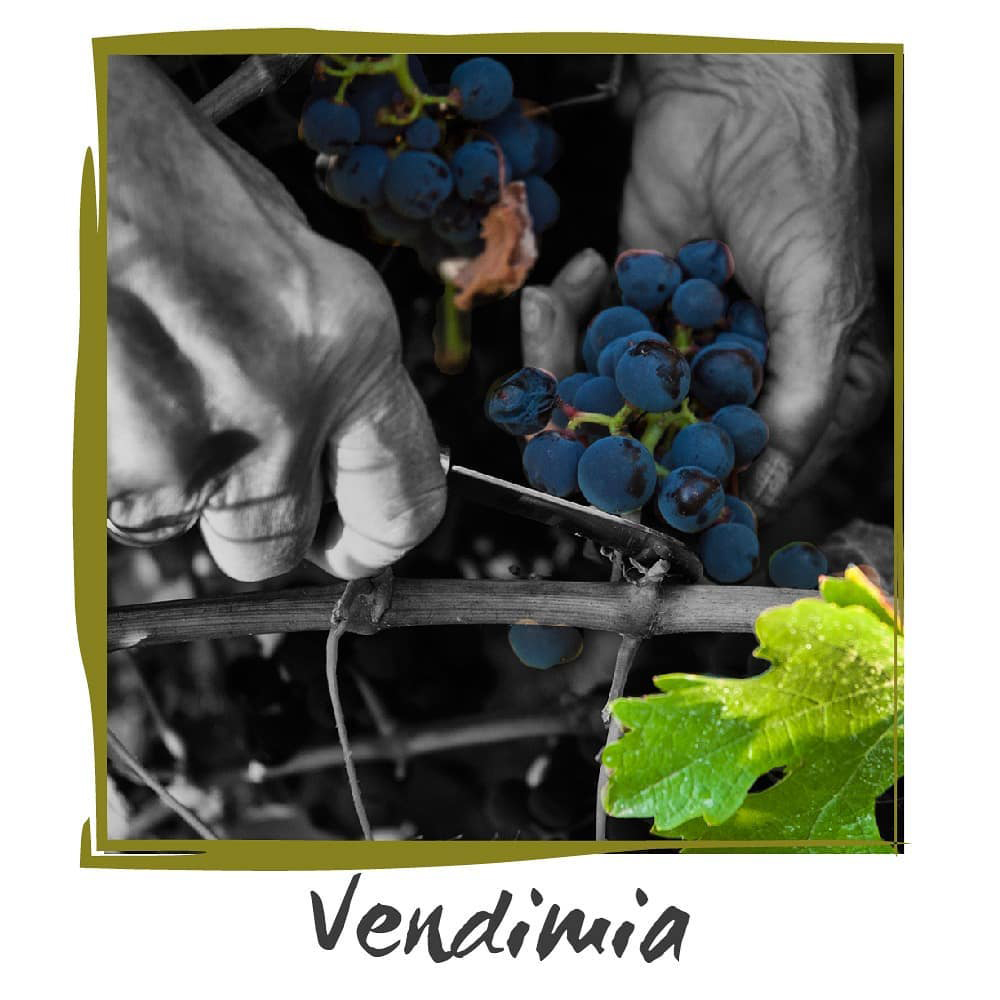 vendimia